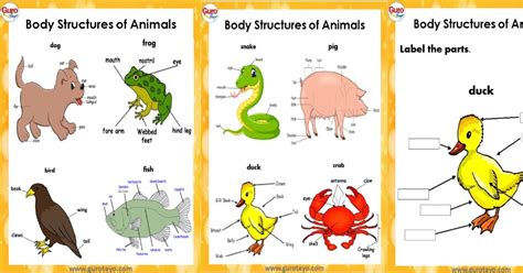 animal's internal support structure figgerits|6.1 Overview .